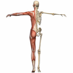 Integrated Sports Massage | April 20-21, 2024: DEPOSIT